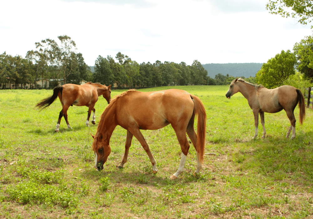 symptoms of colic in horses